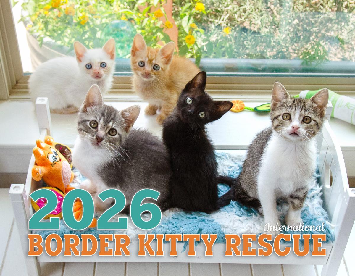 Border Kitty Rescue 2026 International