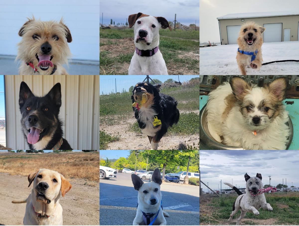 2025 Dog Calendar - ACPR