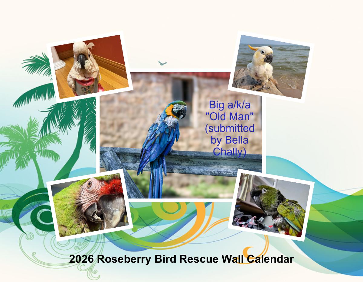 2026 Roseberry Bird Rescue Wall Calendar