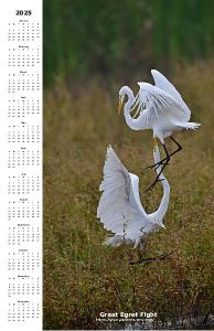Great Egret  Fight - Calendar 2025