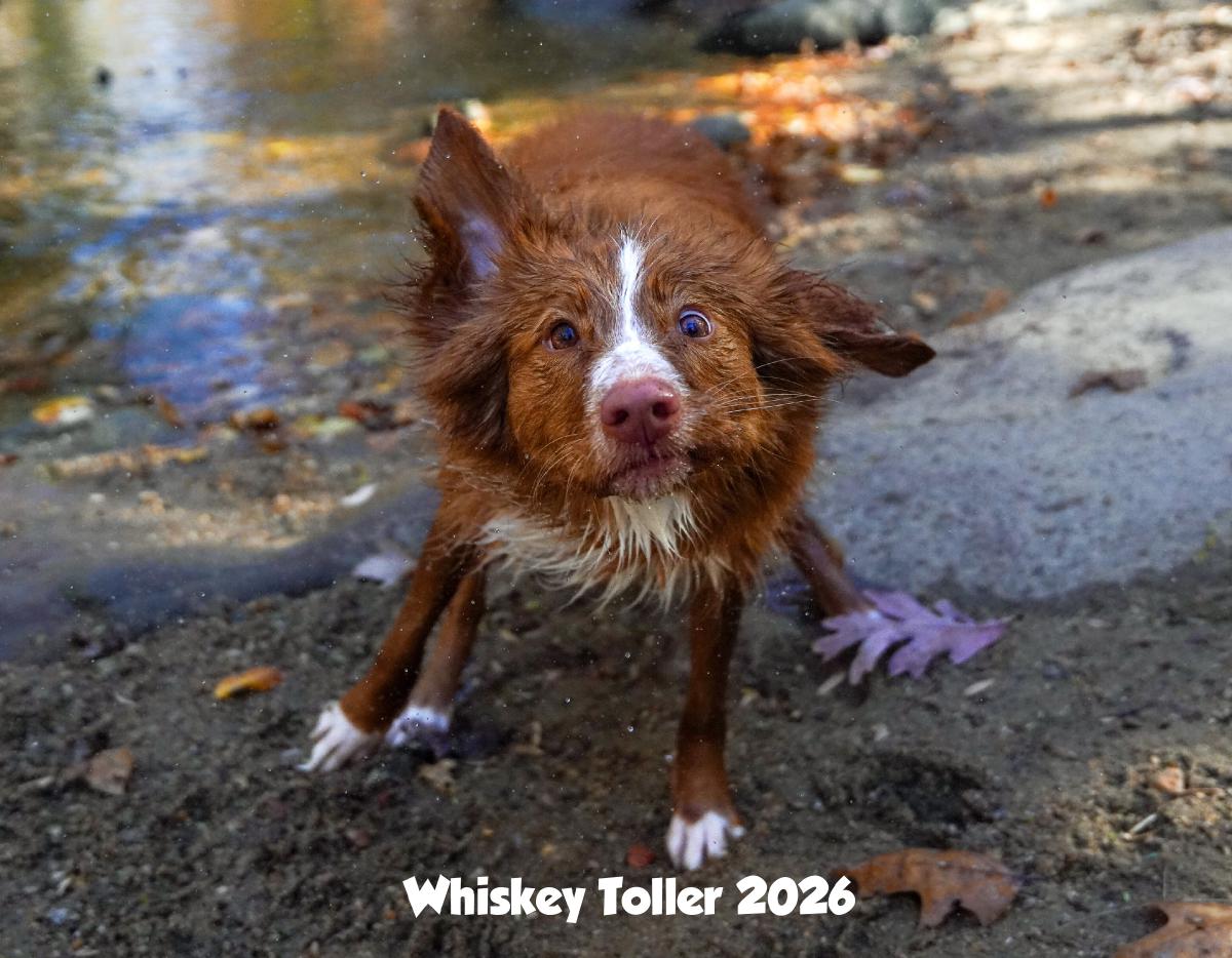 Whiskey Toller 2026 Calendar