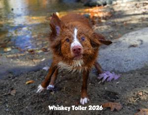 Whiskey Toller 2026 Calendar