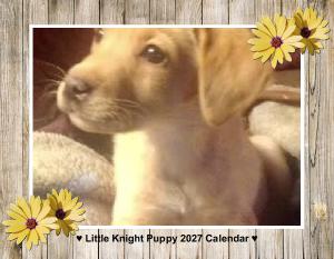 Little Knight Puppy