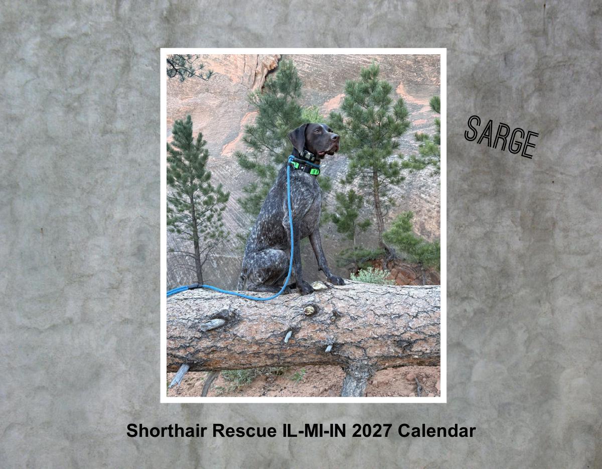Shorthair Rescue 2027 Calendar