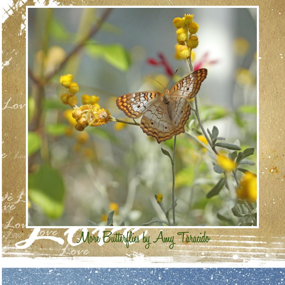 2027 wall calendar 12"x12"