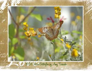 More Butterflies by Amy Taracido 2026
