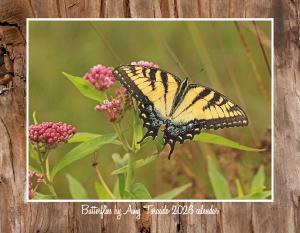 Amy Taracido Butterflies 2026 Calendar 1