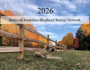 Anatolian Shepherd Rescue 2026 Calendar