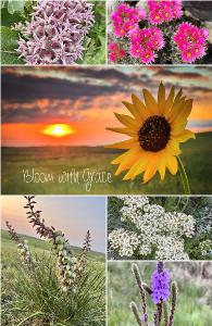 ‘Bloom with Grace’ Sandhill’s Wildflower Not