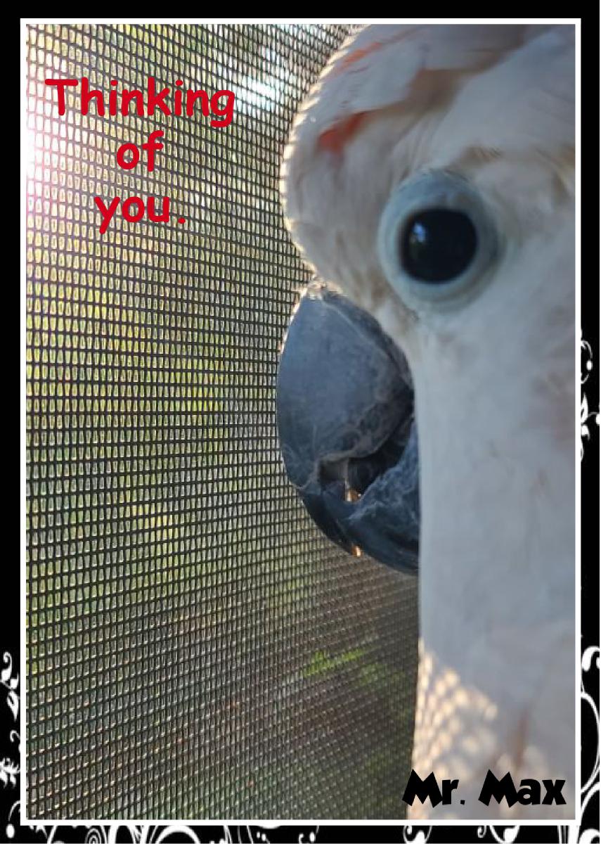 Mr. Max Thinking Of You Card