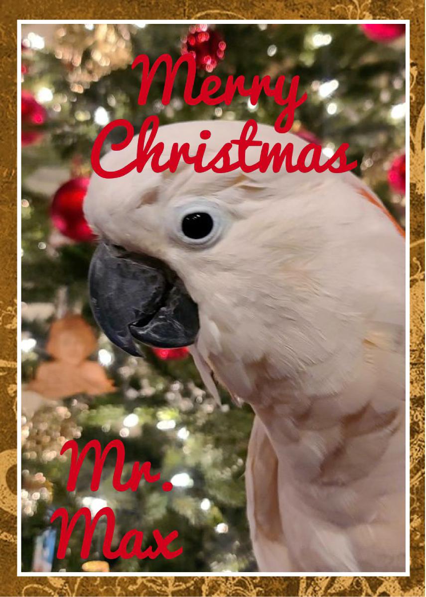 Merry Christmas - Mr Max