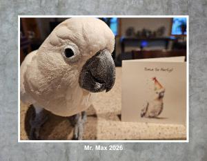 Mr. Max - Calendar 2026