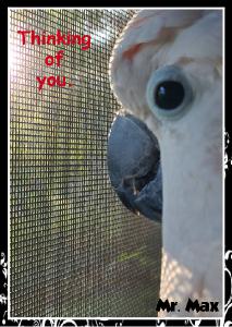 Mr. Max Thinking Of You Card