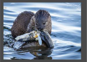 River Otter Eating Card