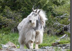 Mountain Goat In Nature
