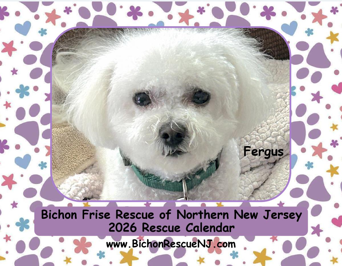 Bichon Frise Rescue Calendar