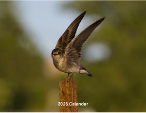 2026 Birds of the Mid-Atlantic Calendar