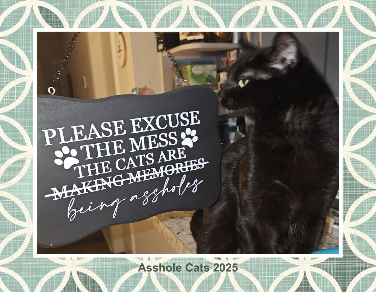 Asshole Cats 2025