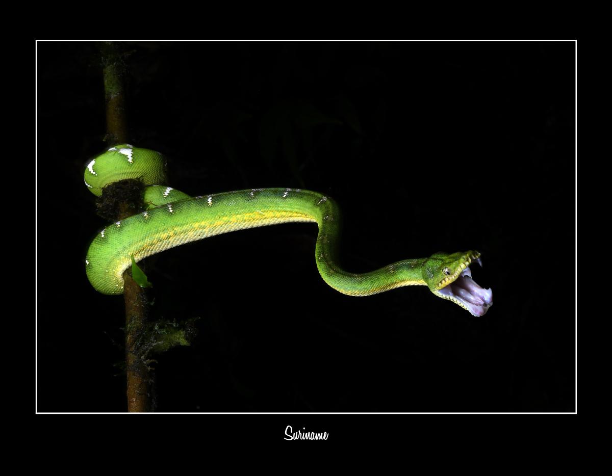 2026 SURINAME WILDLIFE CALENDAR