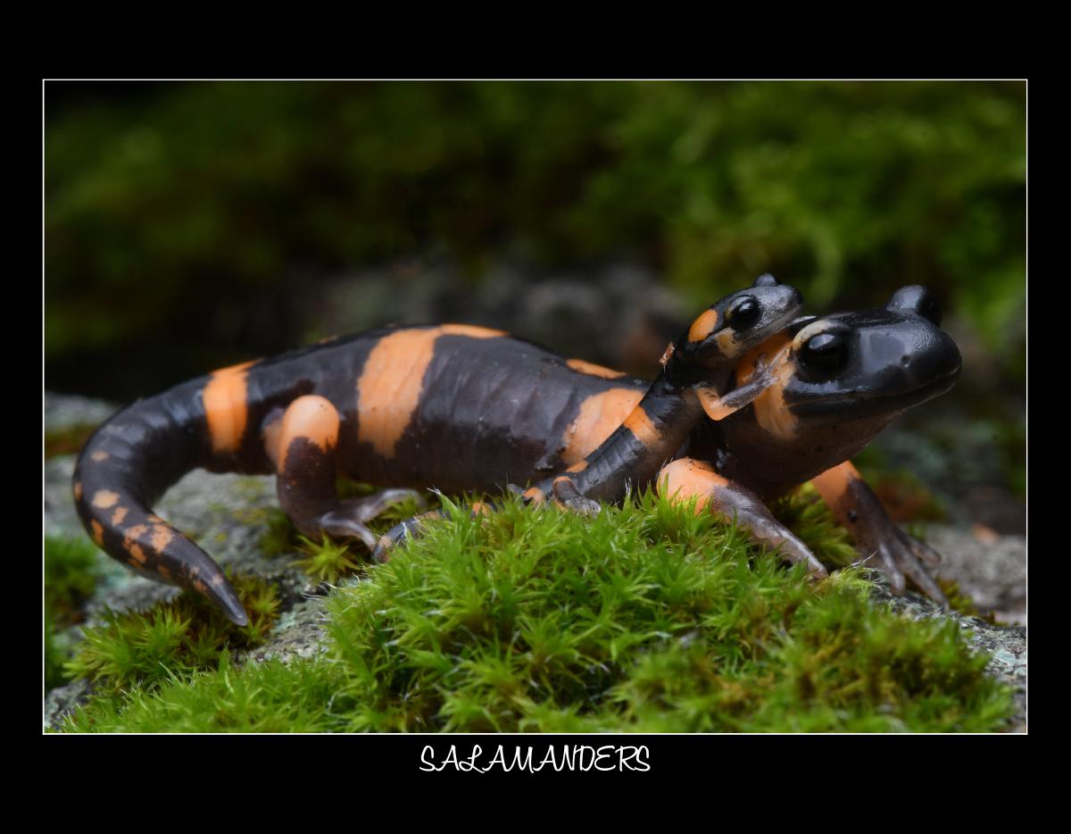2026 SALAMANDER CALENDAR