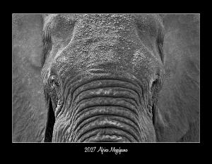 2027 AFRICAN MEGAFAUNA CONSERVATION CALENDAR