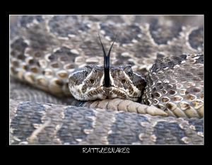 2026 RATTLESNAKE CALENDAR