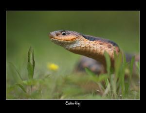 2027 HOGNOSE SNAKE WILDLIFE CONSERVATION CALENDAR