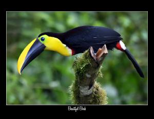 2027 BEAUTIFUL BIRDS CONSERVATION CALENDAR