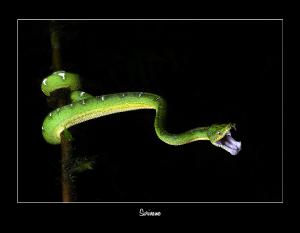 2026 SURINAME WILDLIFE CALENDAR