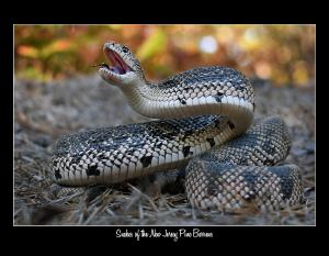 2027 NJ PINE BARRENS SNAKES CONSERVATION CALENDAR
