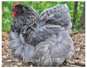 The Hens of Baking and Eggs