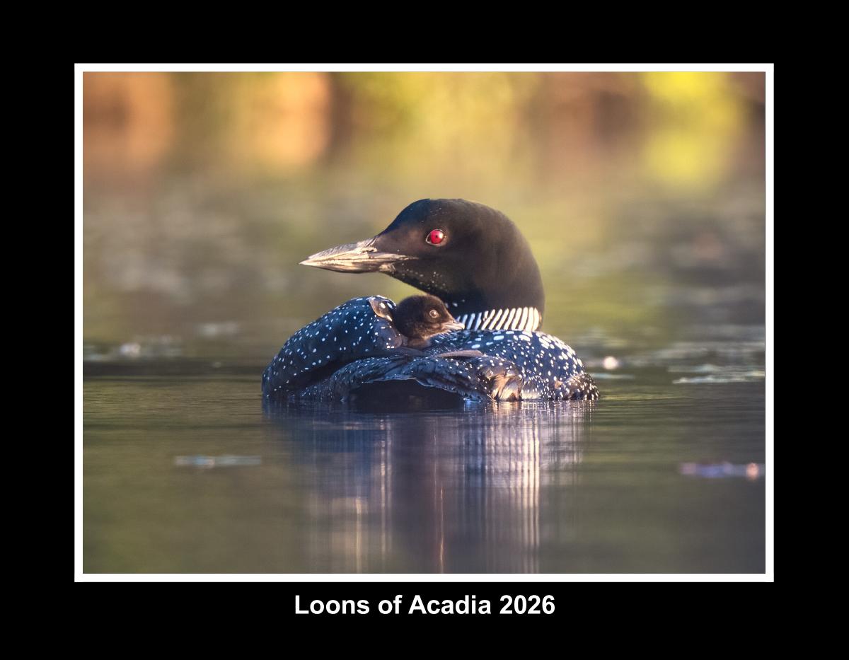 Loons of Acadia 2026