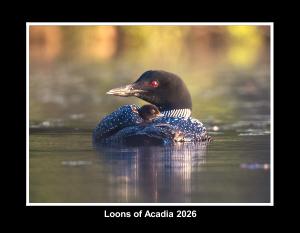 Loons of Acadia 2026
