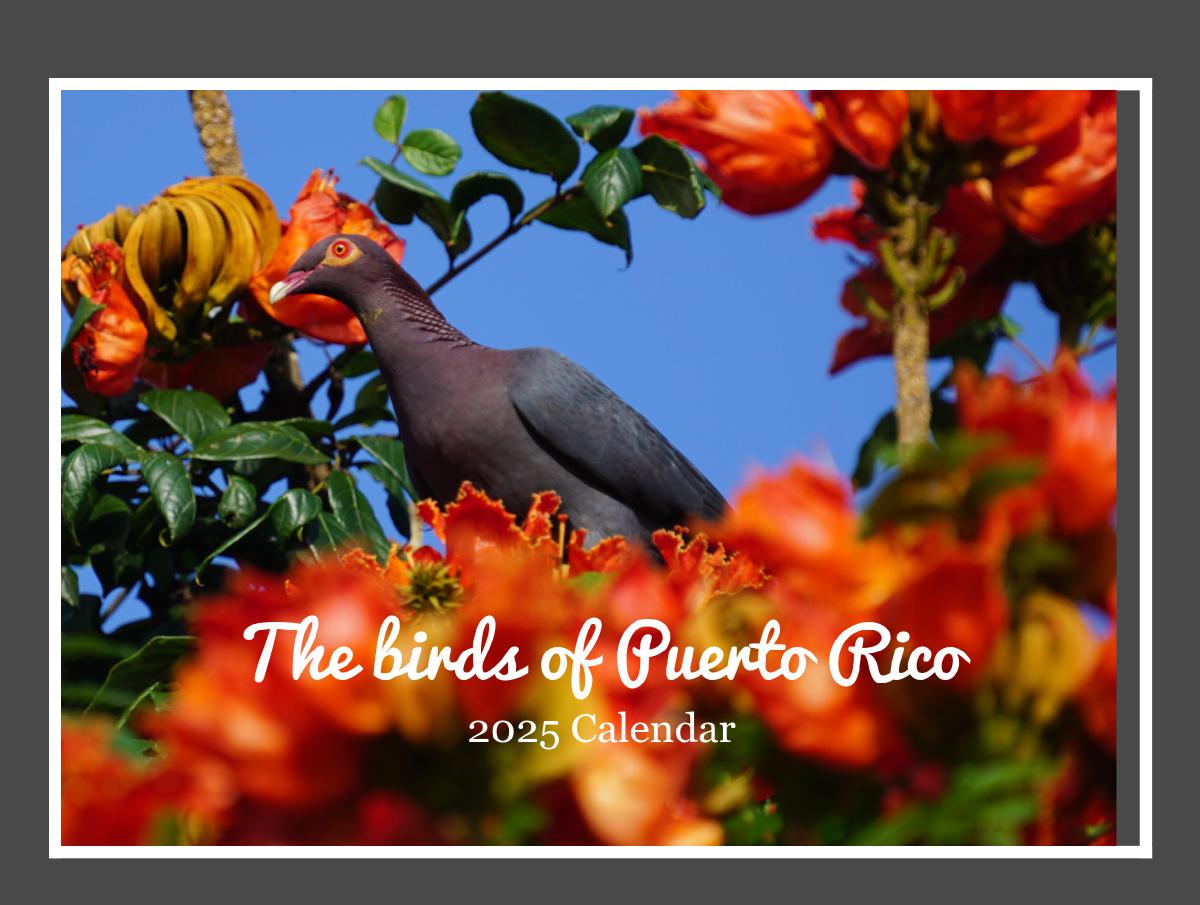 The birds of Puerto Rico 2025