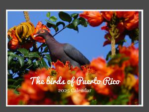 The birds of Puerto Rico 2025