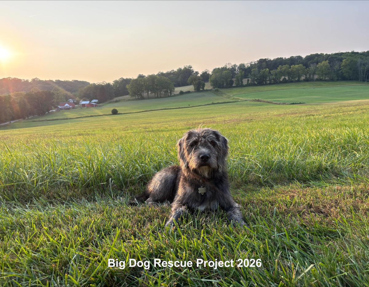 Big Dog Rescue Project 2026