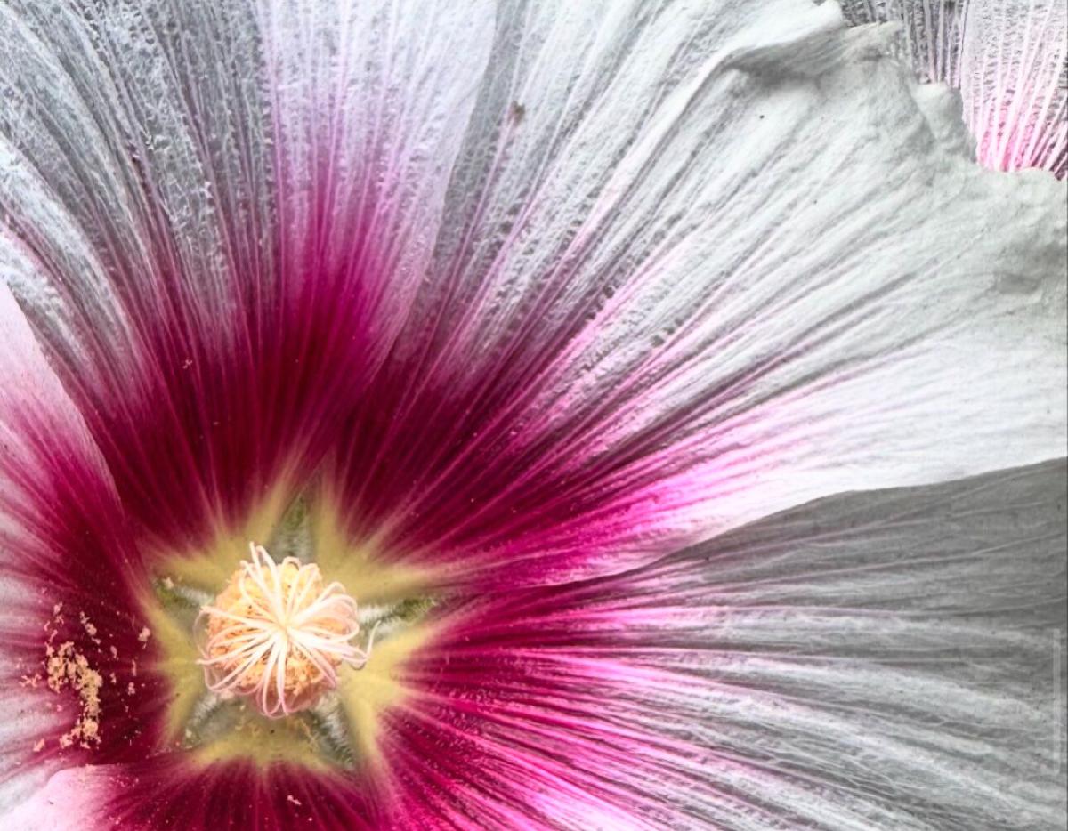 2026 Flower Wall Calendar