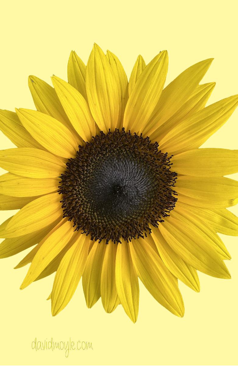 Sunflower on Yellow Notebook