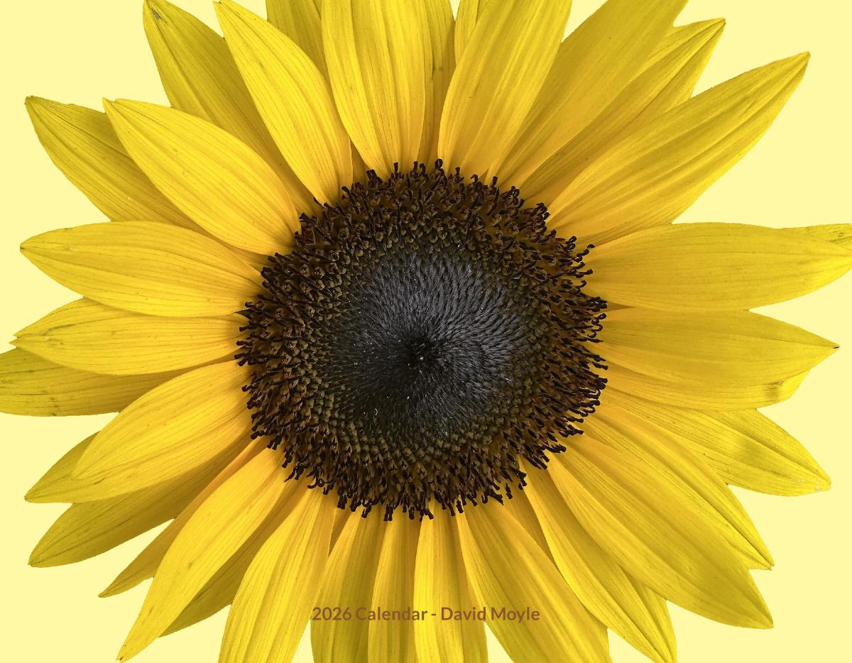 Flowers on Solid Backgrounds 2026 Wall Calendar