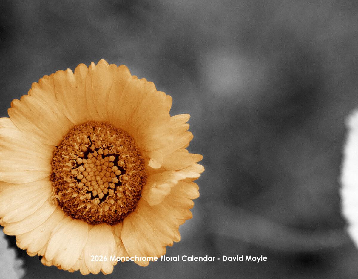 2026 Monochromatic Flower Wall Calendar