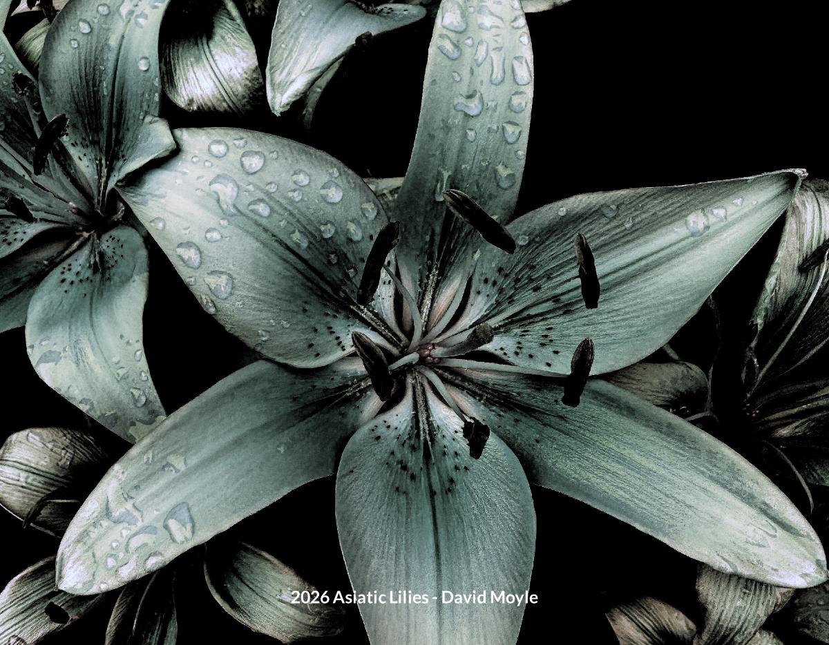Asiatic Lilies as Digital Art 2026 Calendar