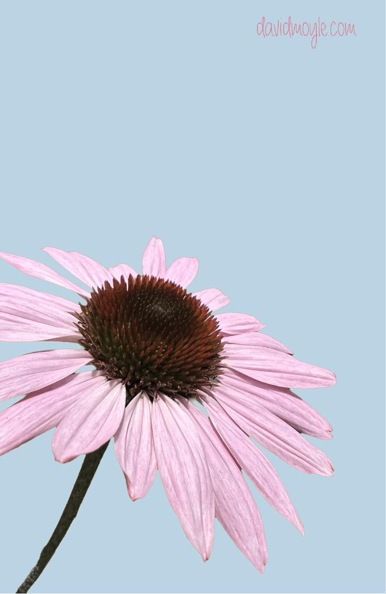 Pink Daisy on Blue Background Notebook