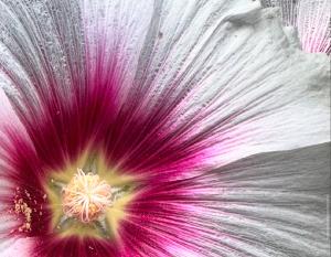 2026 Flower Wall Calendar