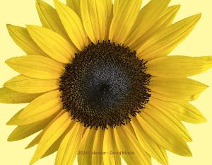 Flowers on Solid Backgrounds 2026 Wall Calendar