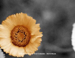 2026 Monochromatic Flower Wall Calendar