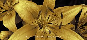 Monochromatic Color Flowers 2026 Desktop Calendar