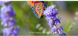 Desktop Flower Calendar