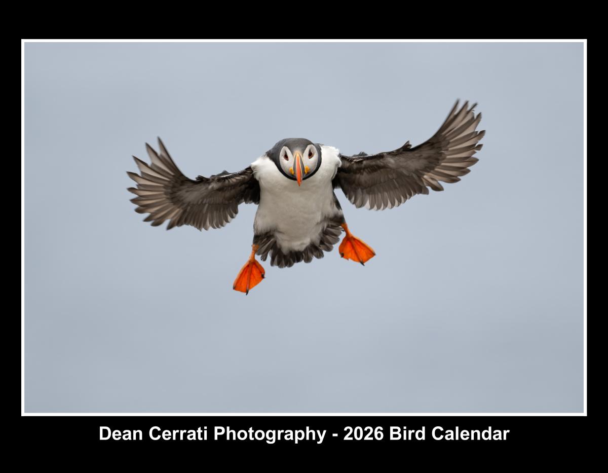 Dean Cerrati Photography - 2026 Bird Calendar