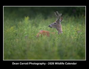 Dean Cerrati Photography - 2026 Wildlife Calendar
