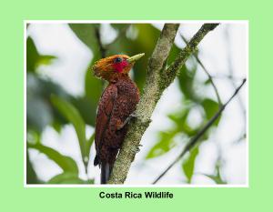 Costa Rica Wildlife